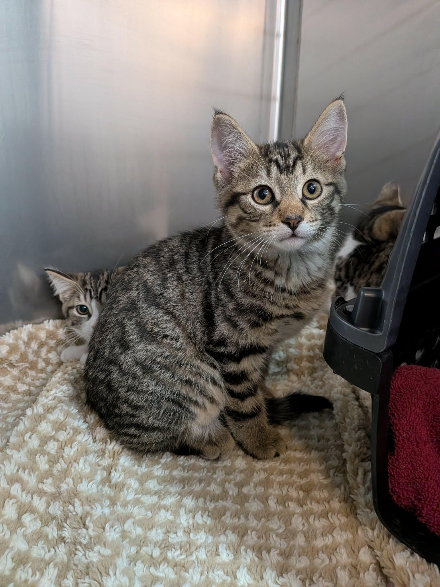 Enlarge Popcorn, a Adoptable Domestic Short Hair in Wakefield, QC image 1/4
