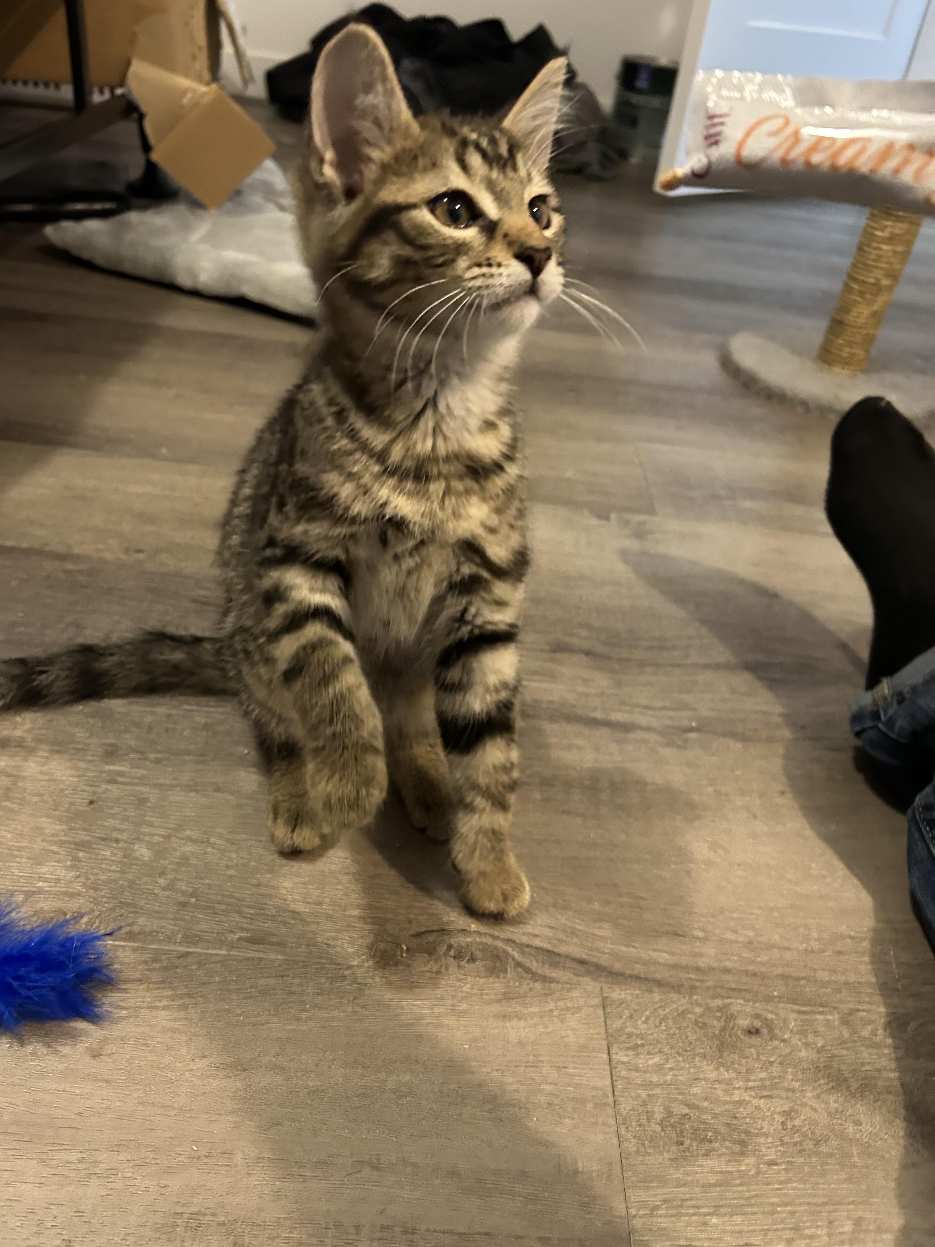 Enlarge Popcorn, a Adoptable Domestic Short Hair in Wakefield, QC image 4/4