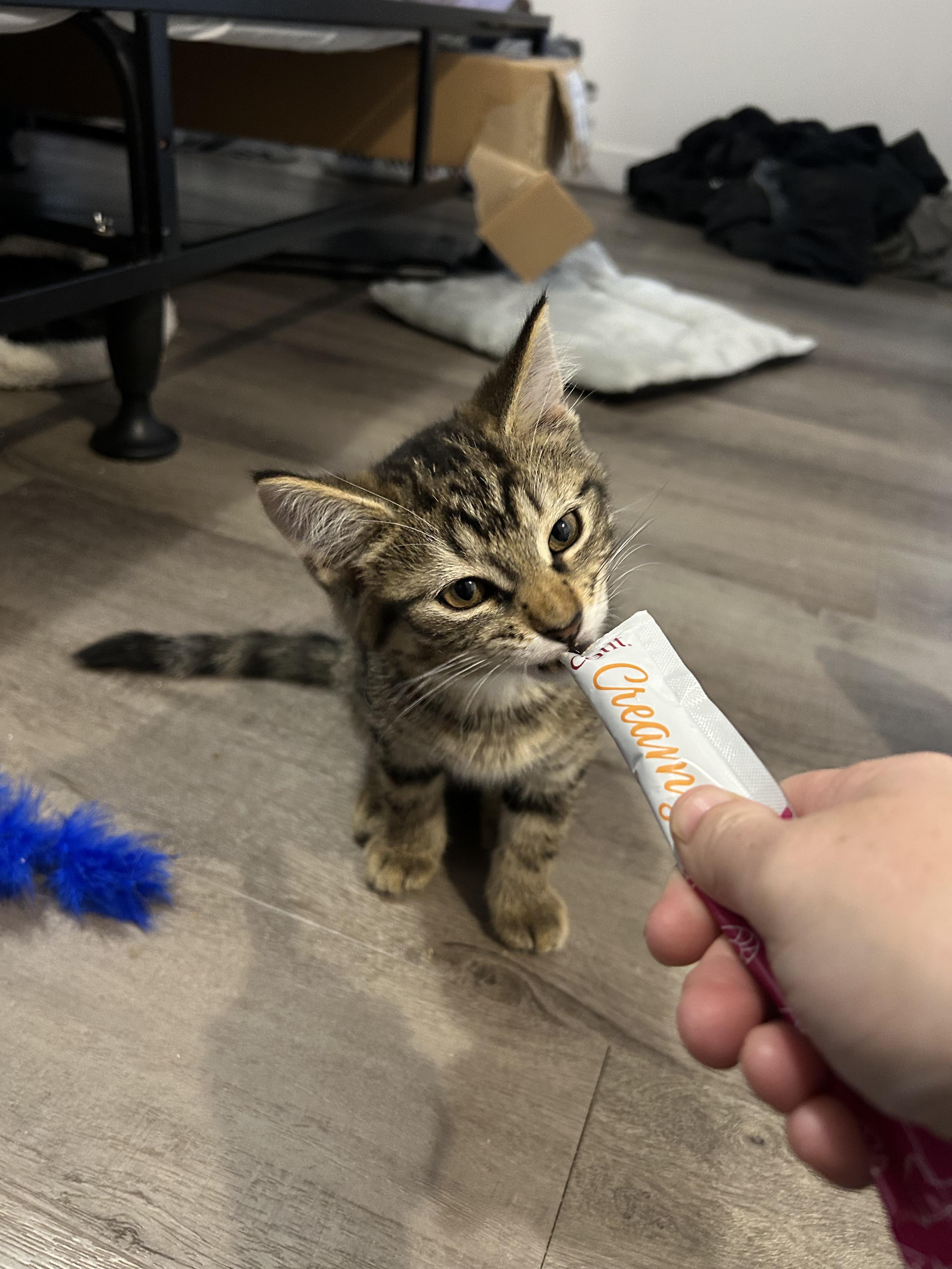 Enlarge Popcorn, a Adoptable Domestic Short Hair in Wakefield, QC image 2/4