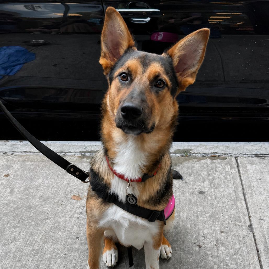 Sherri Ann, Adoptable, Young Female German Shepherd Dog & Mixed Breed.