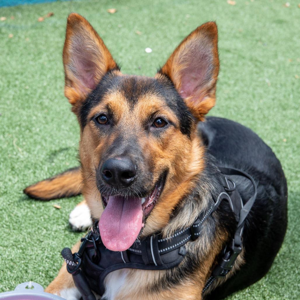 Enlarge Sherri Ann, a Adoptable mixed breed in Brooklyn, NY image 3/6
