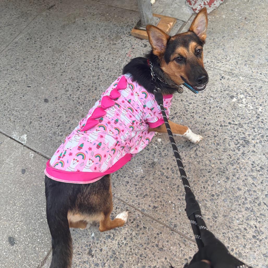 Enlarge Sherri Ann, a Adoptable mixed breed in Brooklyn, NY image 4/6