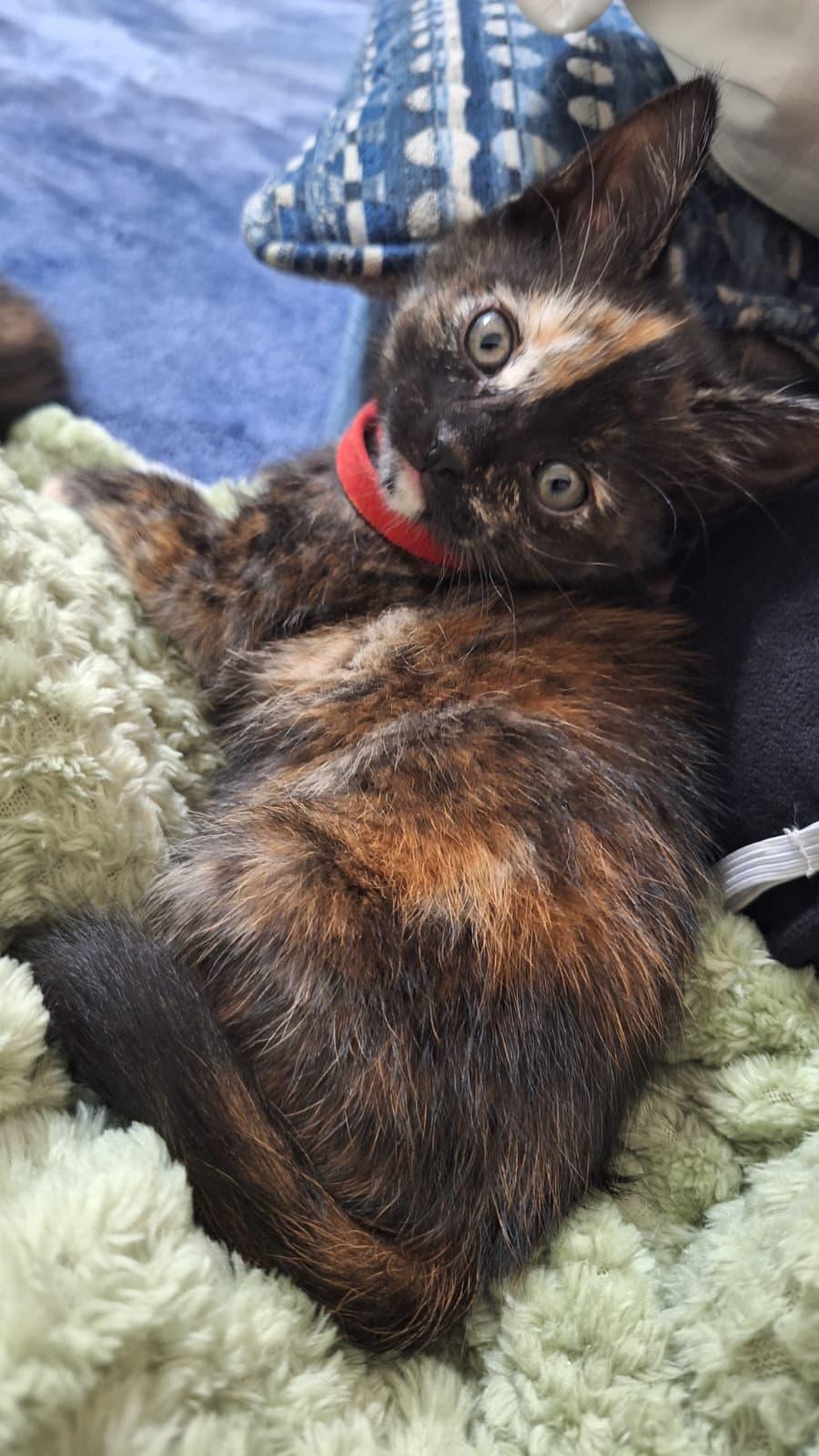 Enlarge Groot, a ADOPTABLE Tortoiseshell in Cumming, GA image 2/6