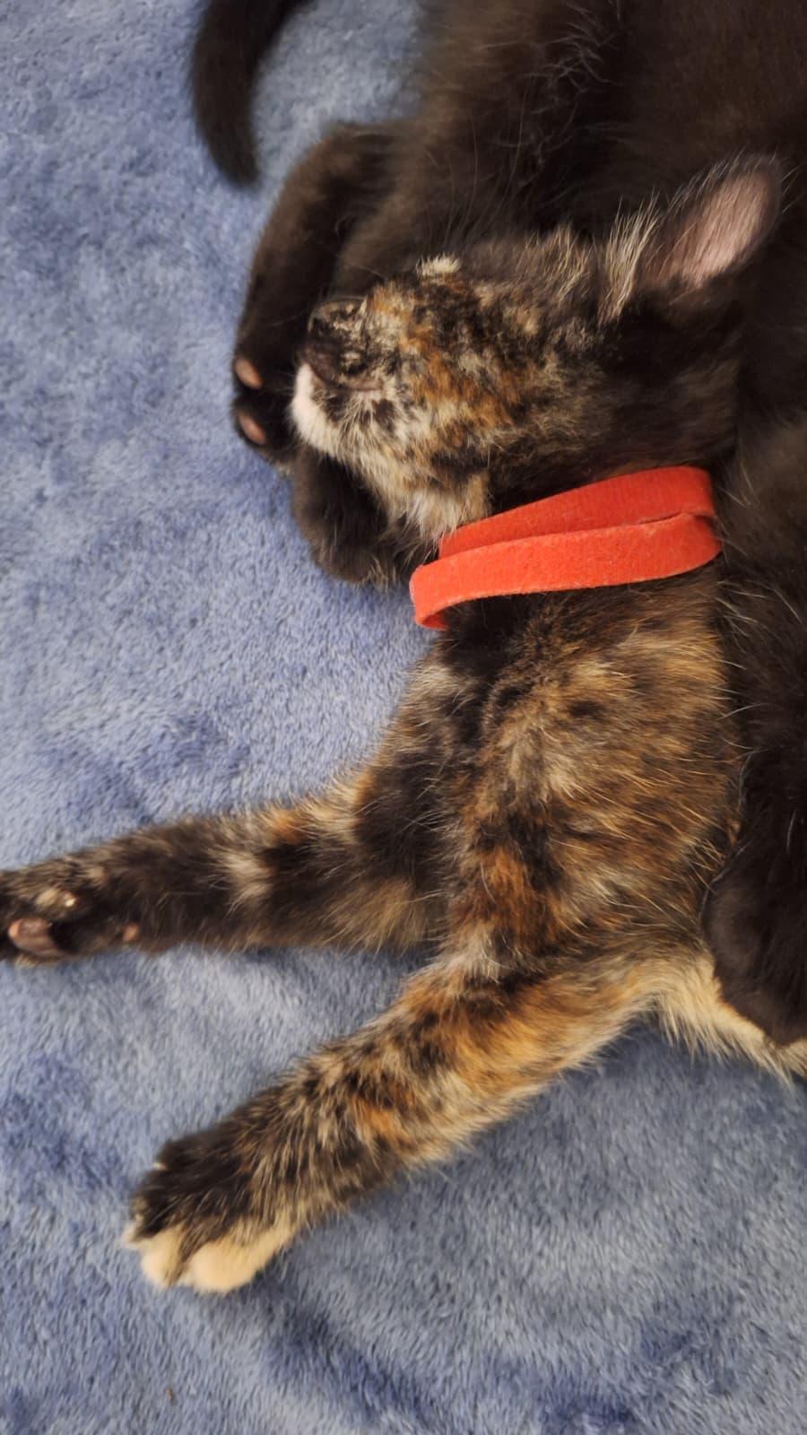 Enlarge Groot, a ADOPTABLE Tortoiseshell in Cumming, GA image 4/6