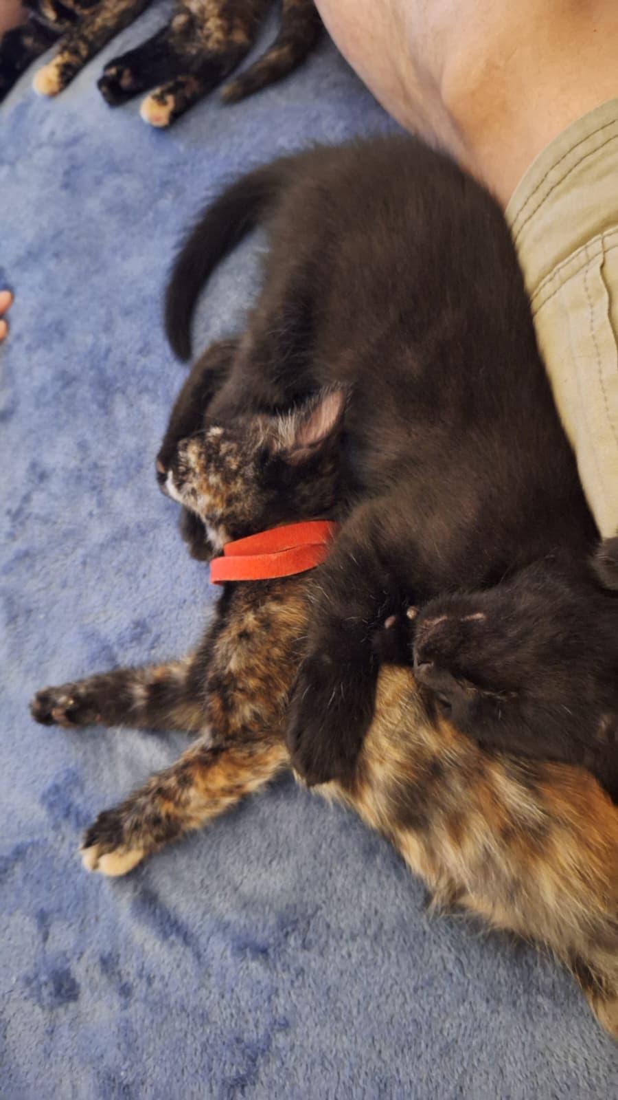 Enlarge Groot, a ADOPTABLE Tortoiseshell in Cumming, GA image 5/6