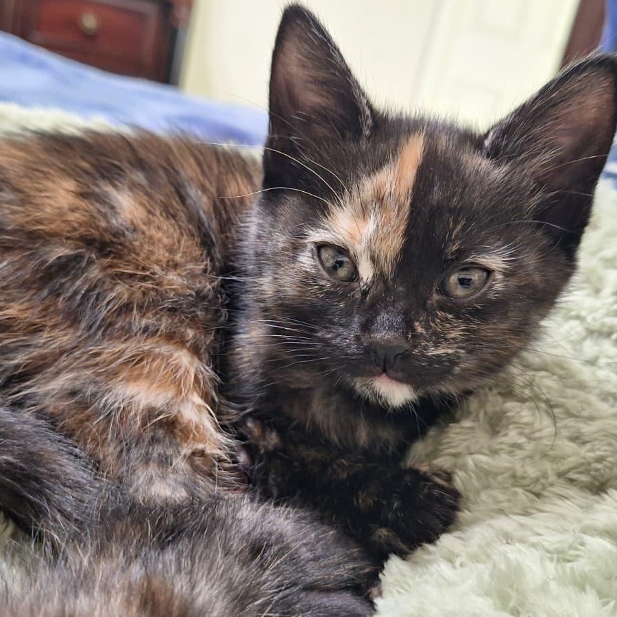 Enlarge Groot, a ADOPTABLE Tortoiseshell in Cumming, GA image 1/6