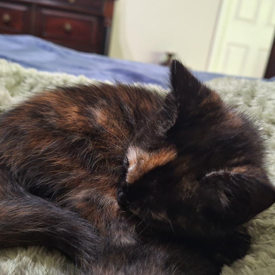 Enlarge Groot, a ADOPTABLE Tortoiseshell in Cumming, GA image 3/6