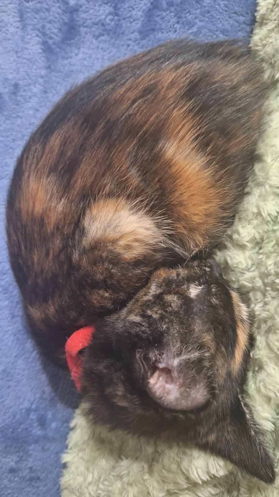 Enlarge Groot, a ADOPTABLE Tortoiseshell in Cumming, GA image 6/6