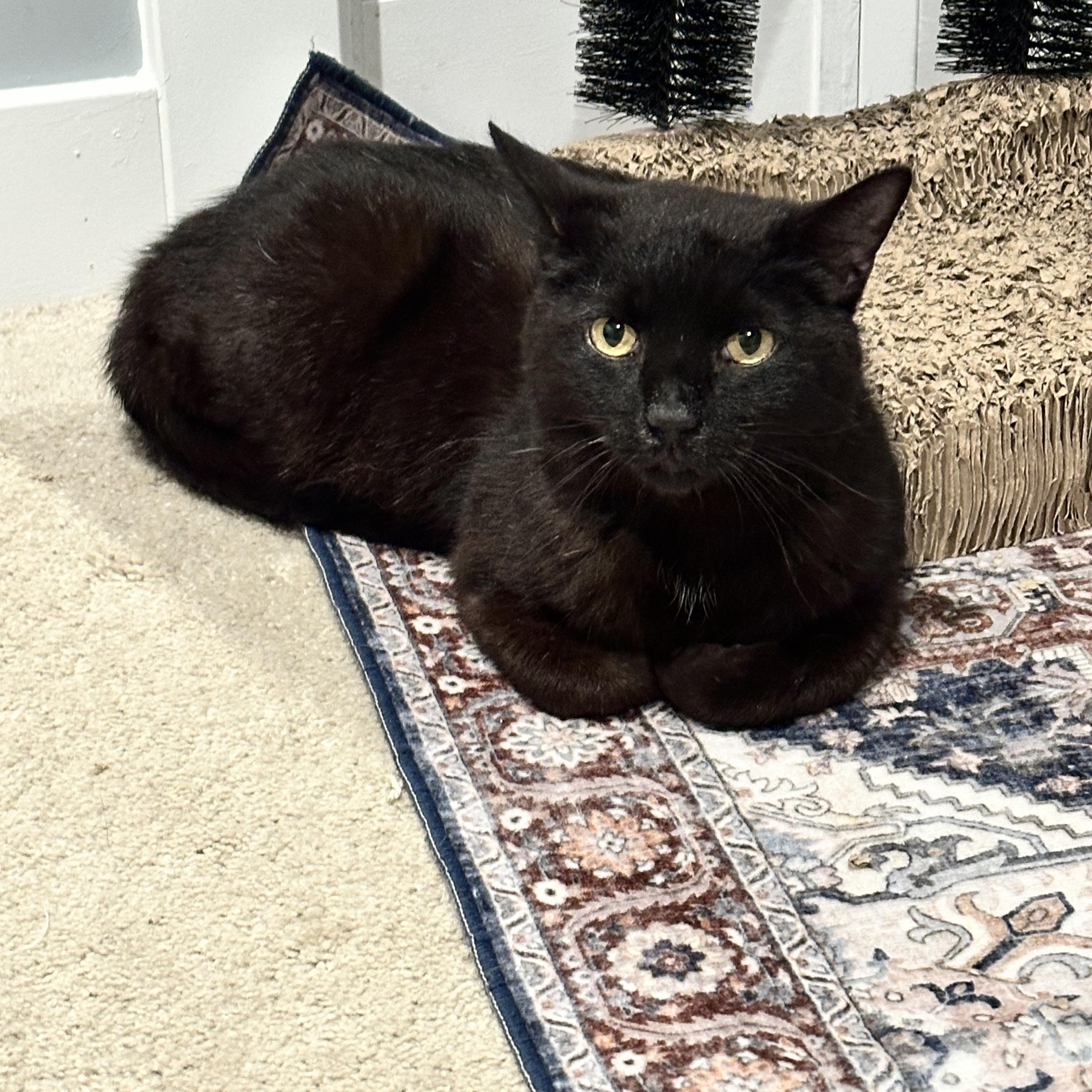 Pilot, ADOPTABLE, Adult Male Domestic Short Hair.