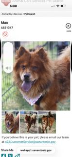 MAX, Adoptable, Adult Male Chow Chow.