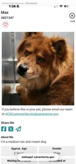 Enlarge MAX, a Adoptable Chow Chow in San Antonio, TX image 2/2