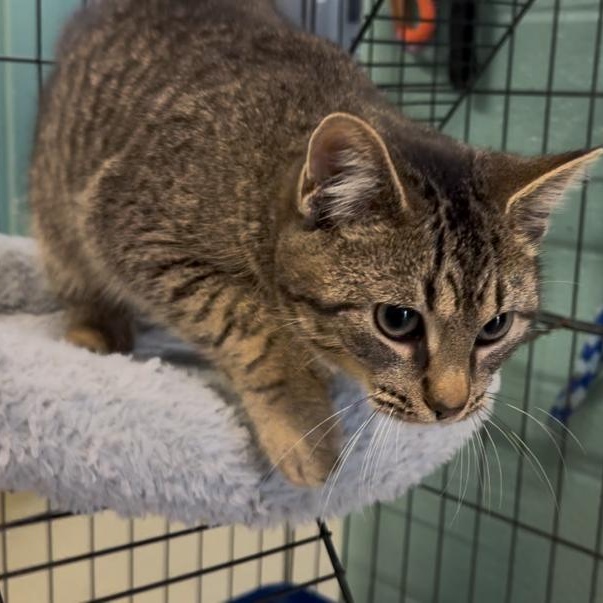 Ken, a ADOPTABLE Domestic Short Hair in Marion, NC image 2/5