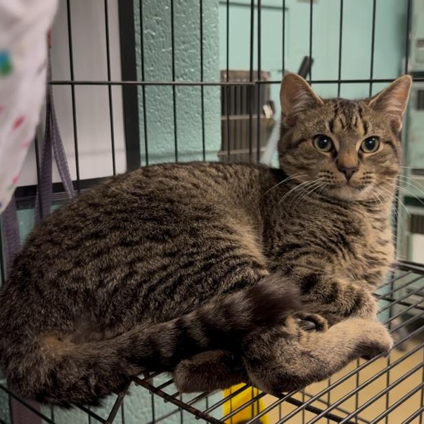 Ken, a ADOPTABLE Domestic Short Hair in Marion, NC image 4/5