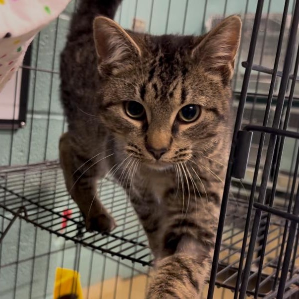 Ken, a ADOPTABLE Domestic Short Hair in Marion, NC image 5/5