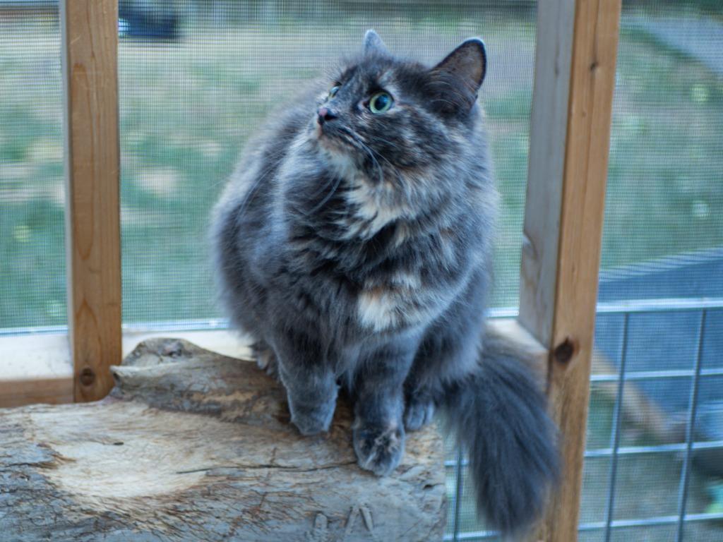 May, Adoptable, Adult Female Domestic Short Hair.