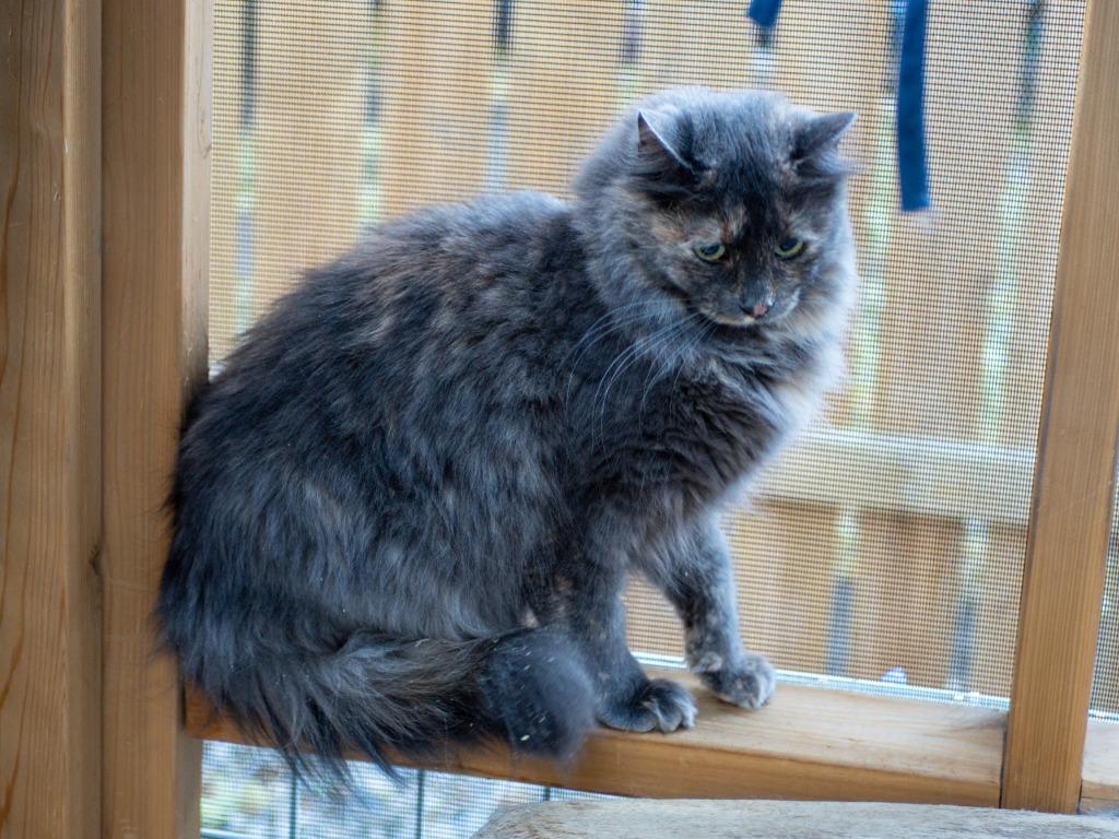 May, a Adoptable mixed breed in Calgary, AB image 2/3