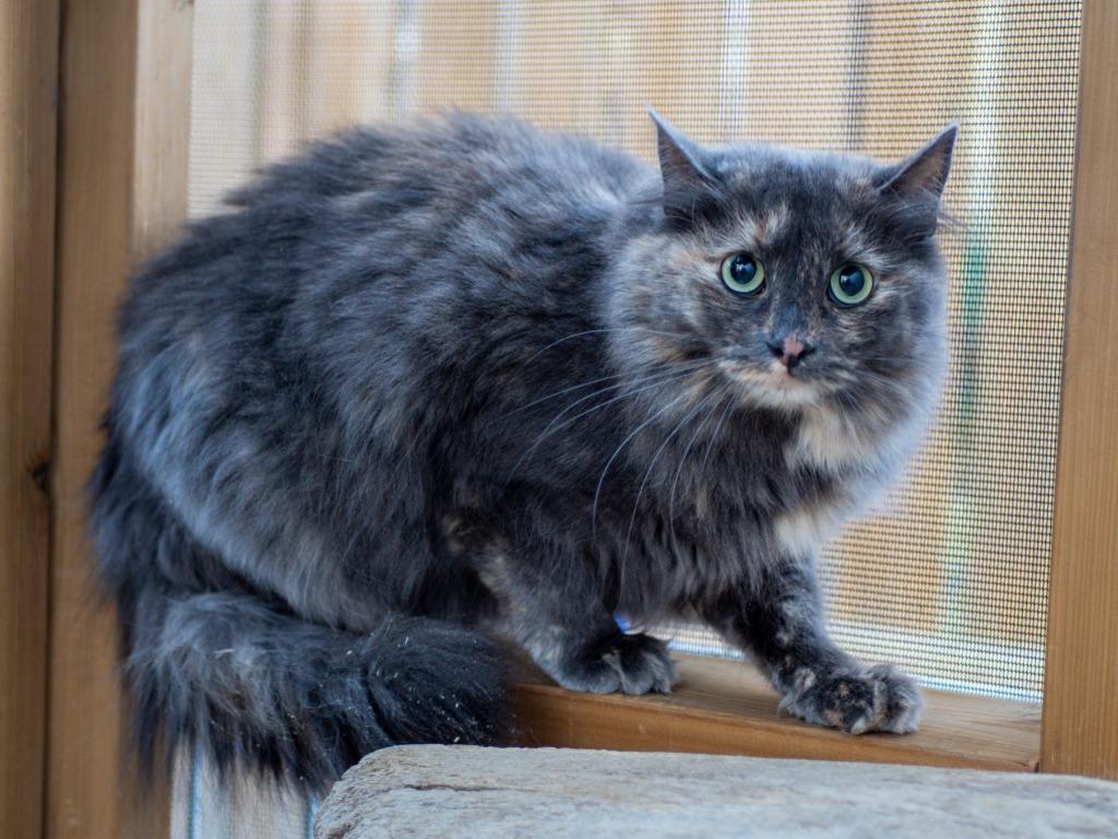 May, a Adoptable mixed breed in Calgary, AB image 3/3