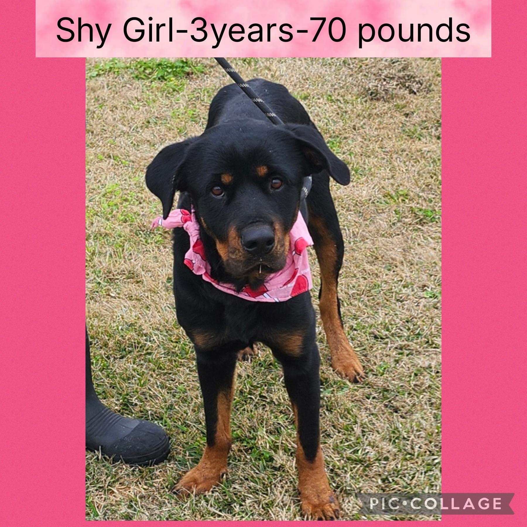 Shy Girl, adopted, Adult Female Rottweiler.