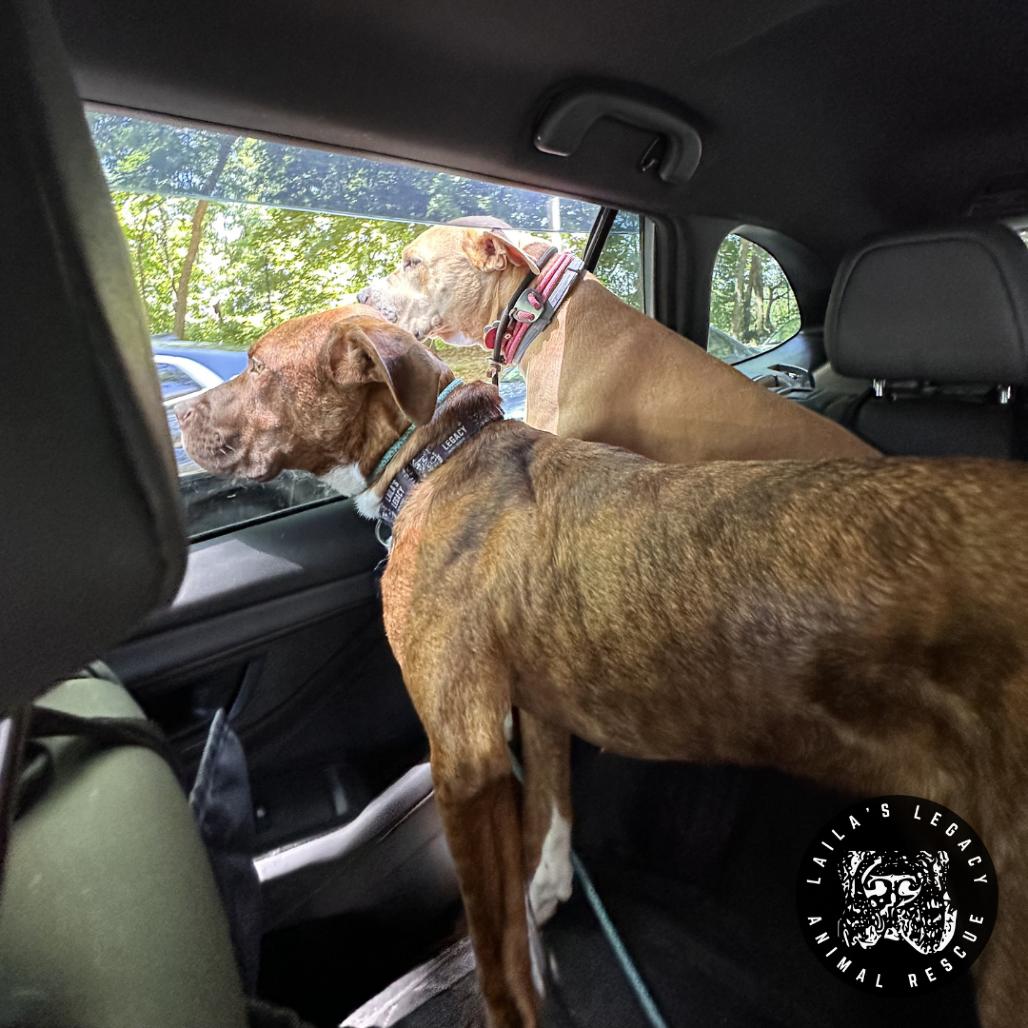 Charlie Brown, a Adoptable Mixed Breed in Washington, DC image 1/6