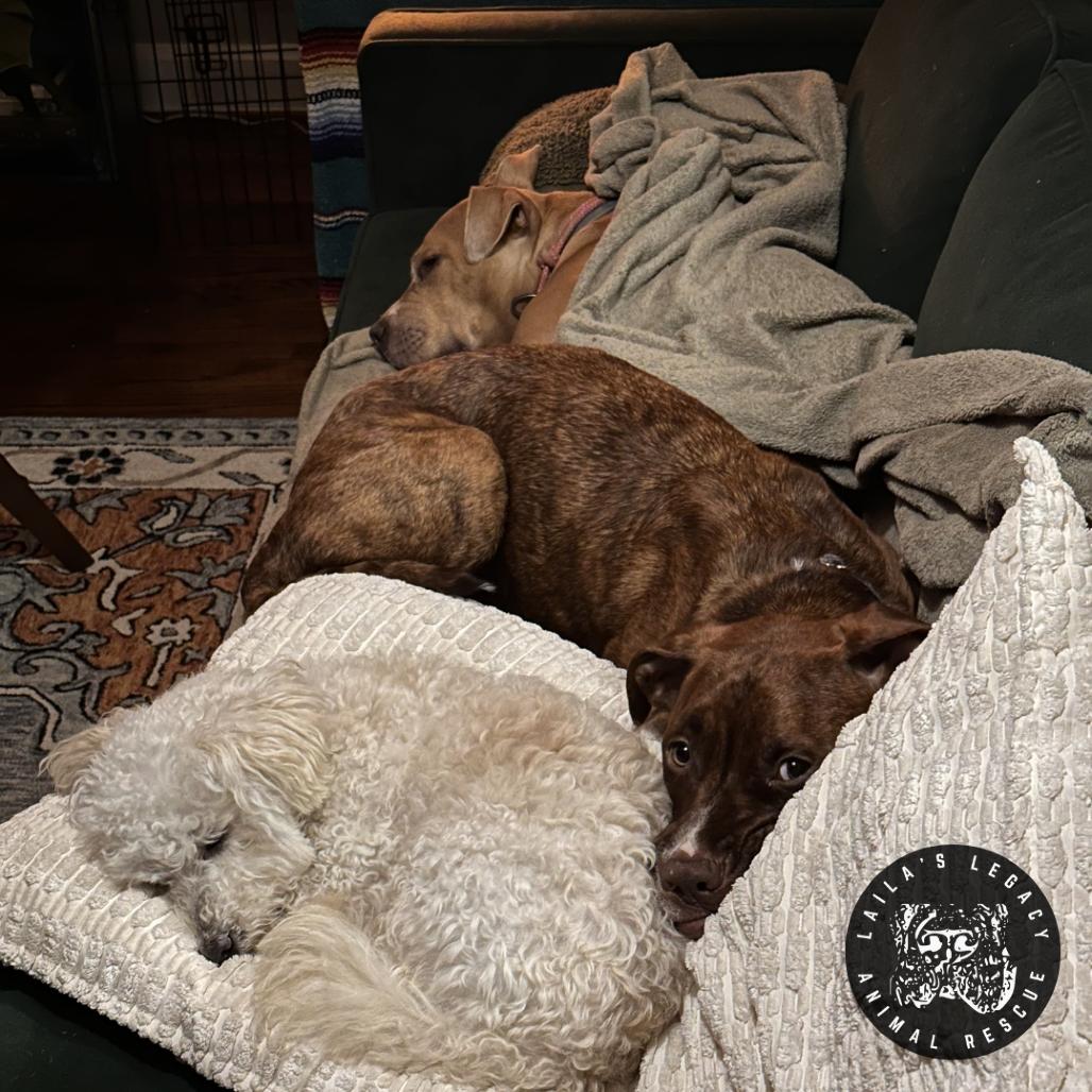 Charlie Brown, a Adoptable Mixed Breed in Washington, DC image 2/6