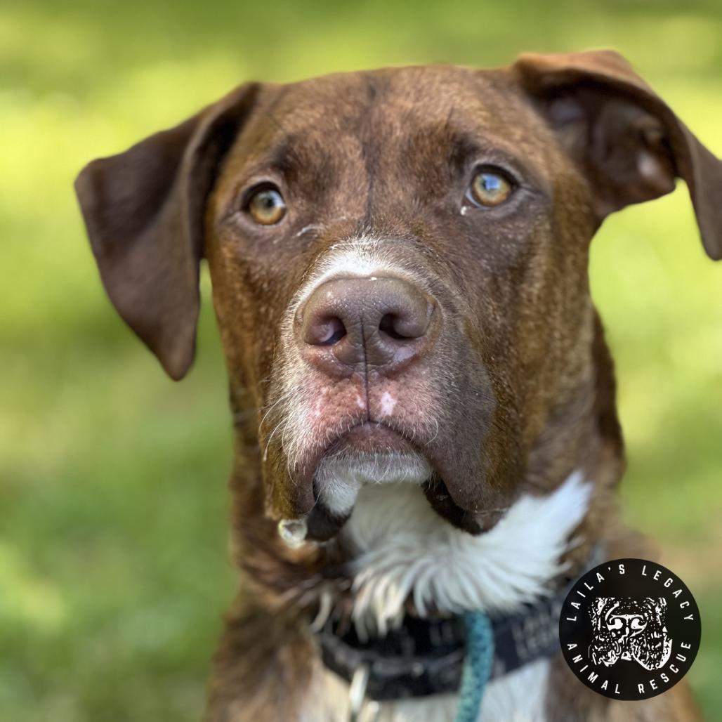 Charlie Brown, a Adoptable Mixed Breed in Washington, DC image 3/6