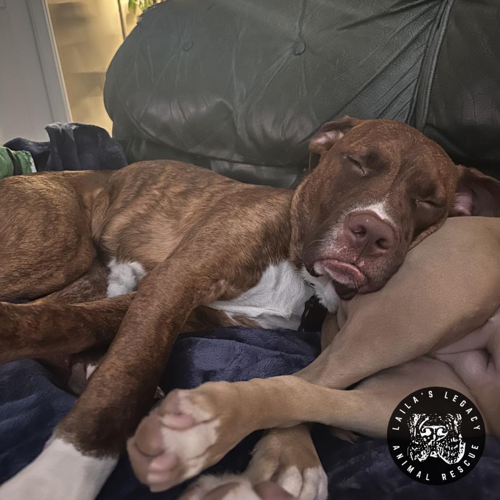 Charlie Brown, a Adoptable Mixed Breed in Washington, DC image 4/6