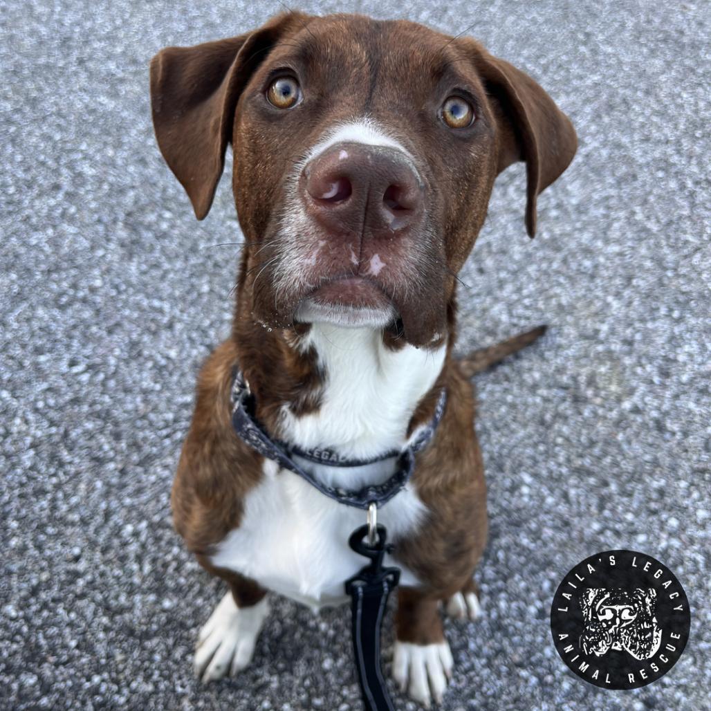 Charlie Brown, a Adoptable Mixed Breed in Washington, DC image 5/6