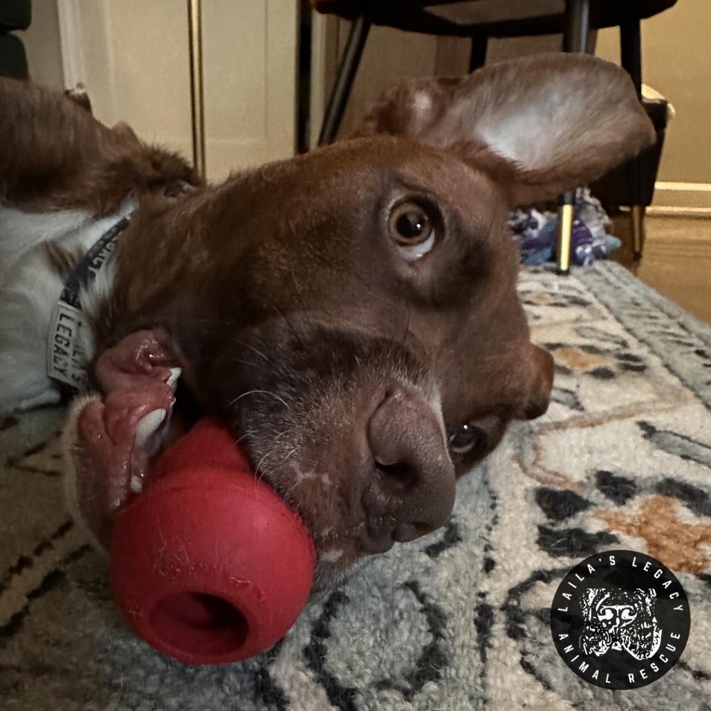 Charlie Brown, a Adoptable Mixed Breed in Washington, DC image 6/6