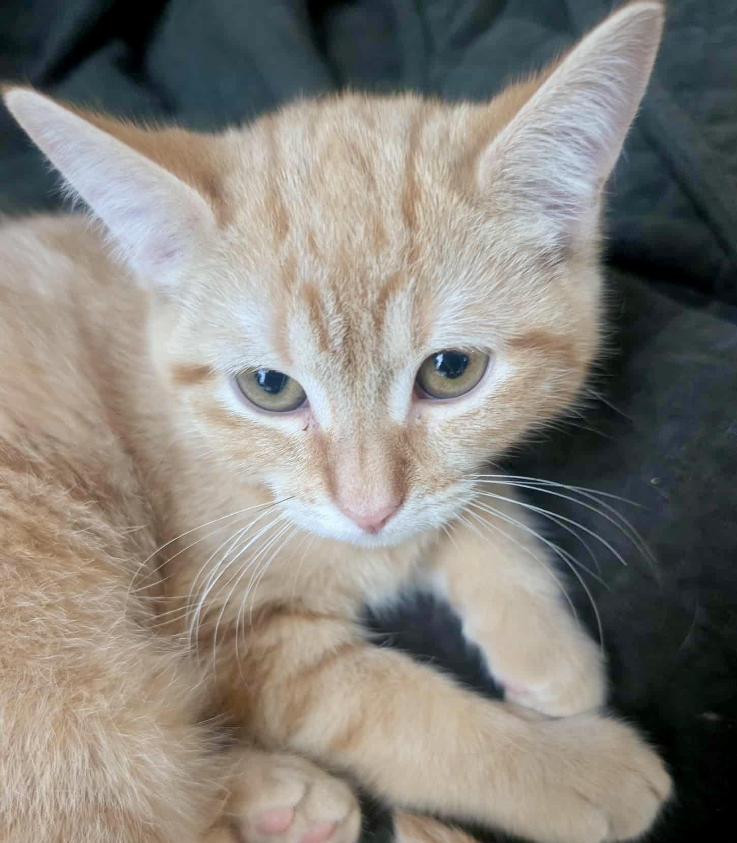 Pumpkin, Adoptable, Young Female Domestic Short Hair.