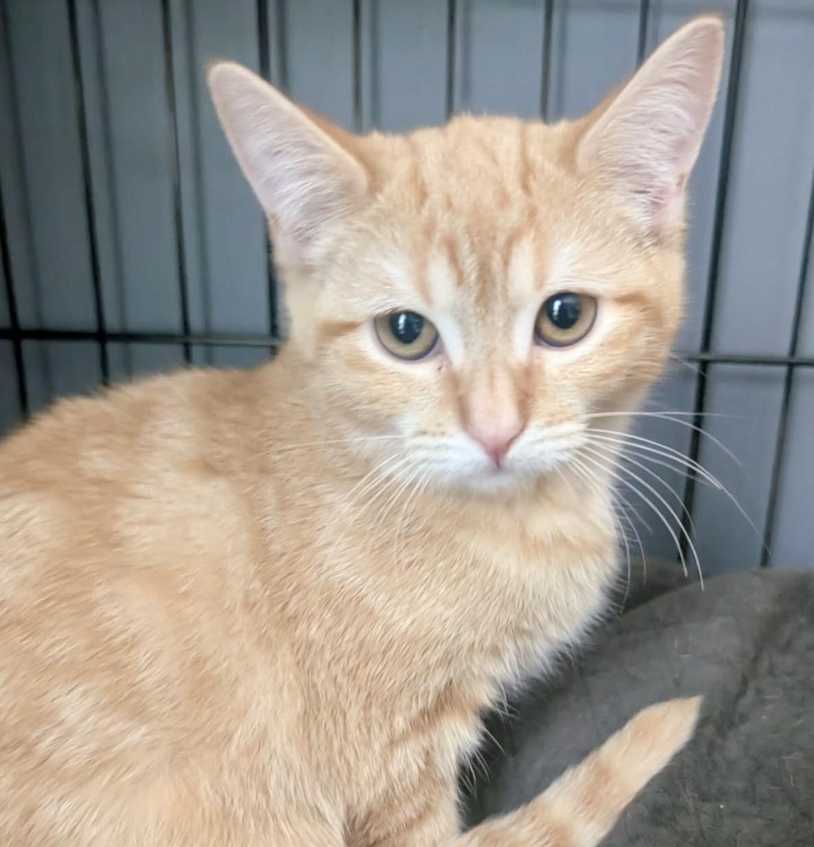 Pumpkin, a Adoptable Domestic Short Hair in WOODSTOCK, ON image 2/2