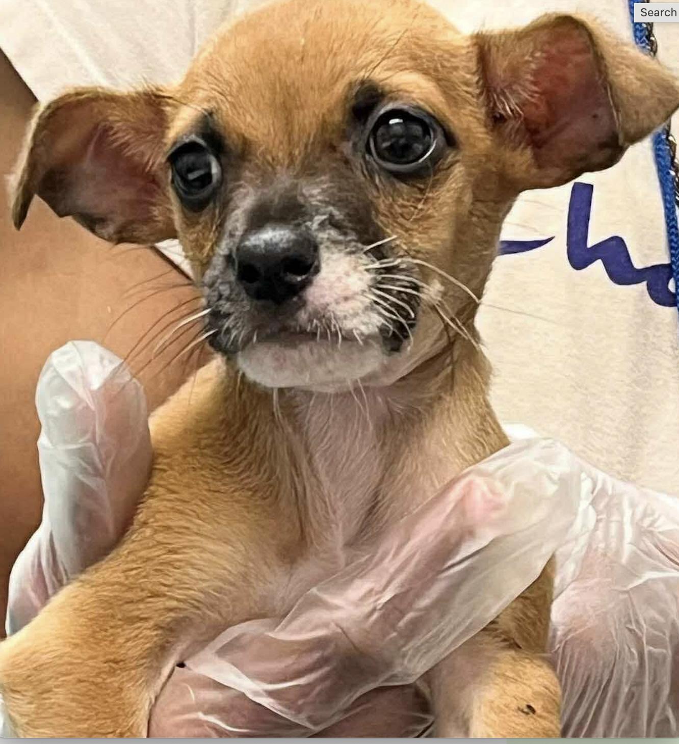 Meet Rooster an 8 week old 3 pound as of 719 adorable ChiMin Pin mix This delightful puppy i