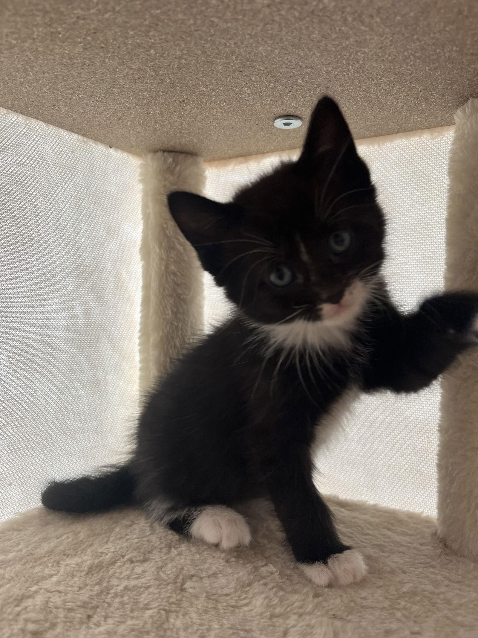 Rizz, Adopted, Kitten Female Domestic Short Hair.