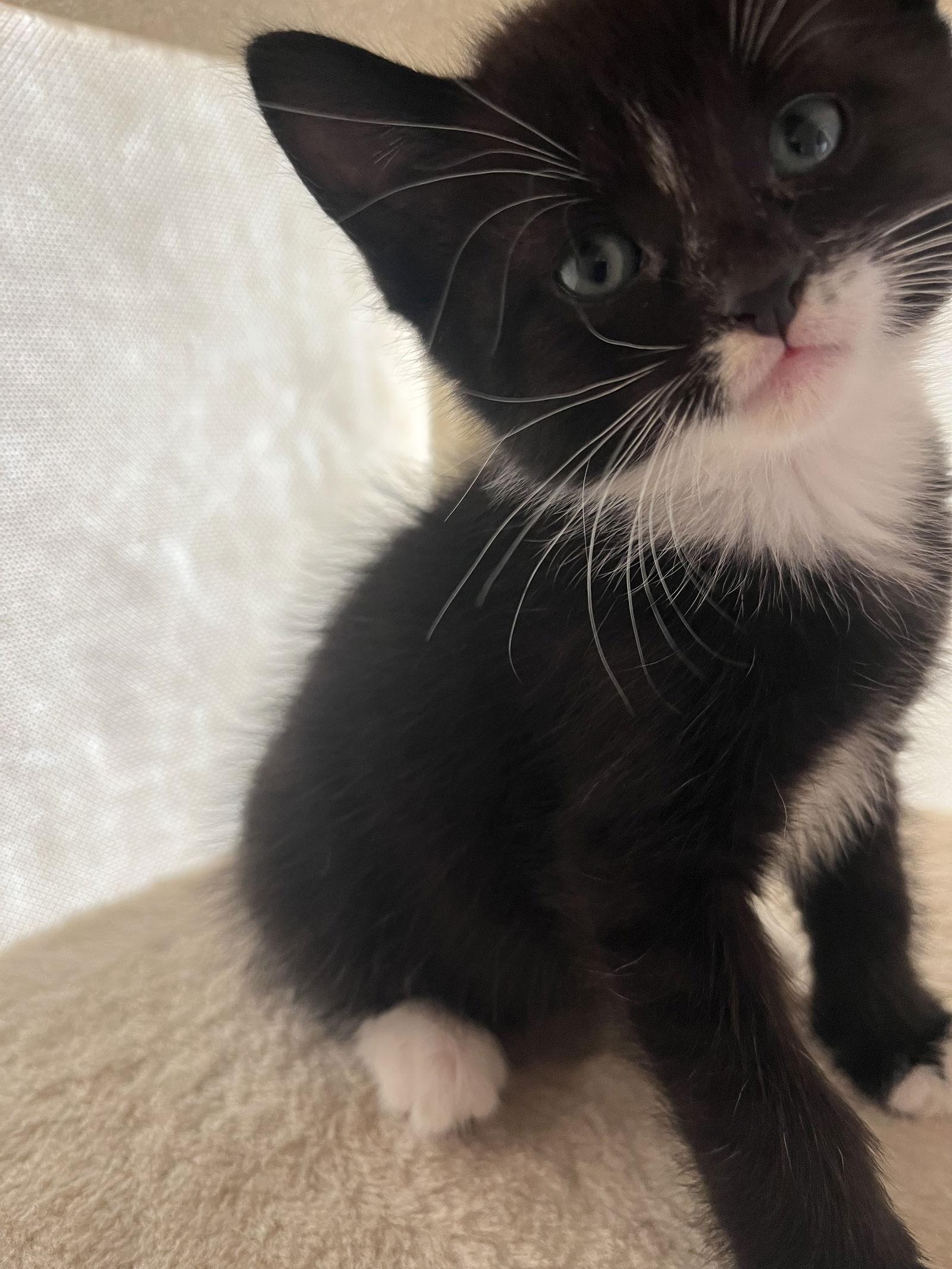 Rizz, a Adopted Domestic Short Hair in Pittsburgh, PA image 2/3