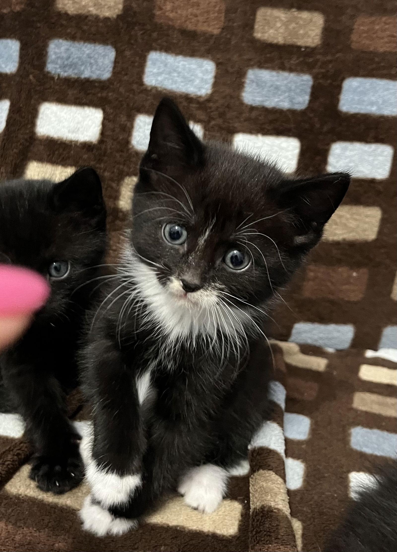 Rizz, a Adopted Domestic Short Hair in Pittsburgh, PA image 3/3