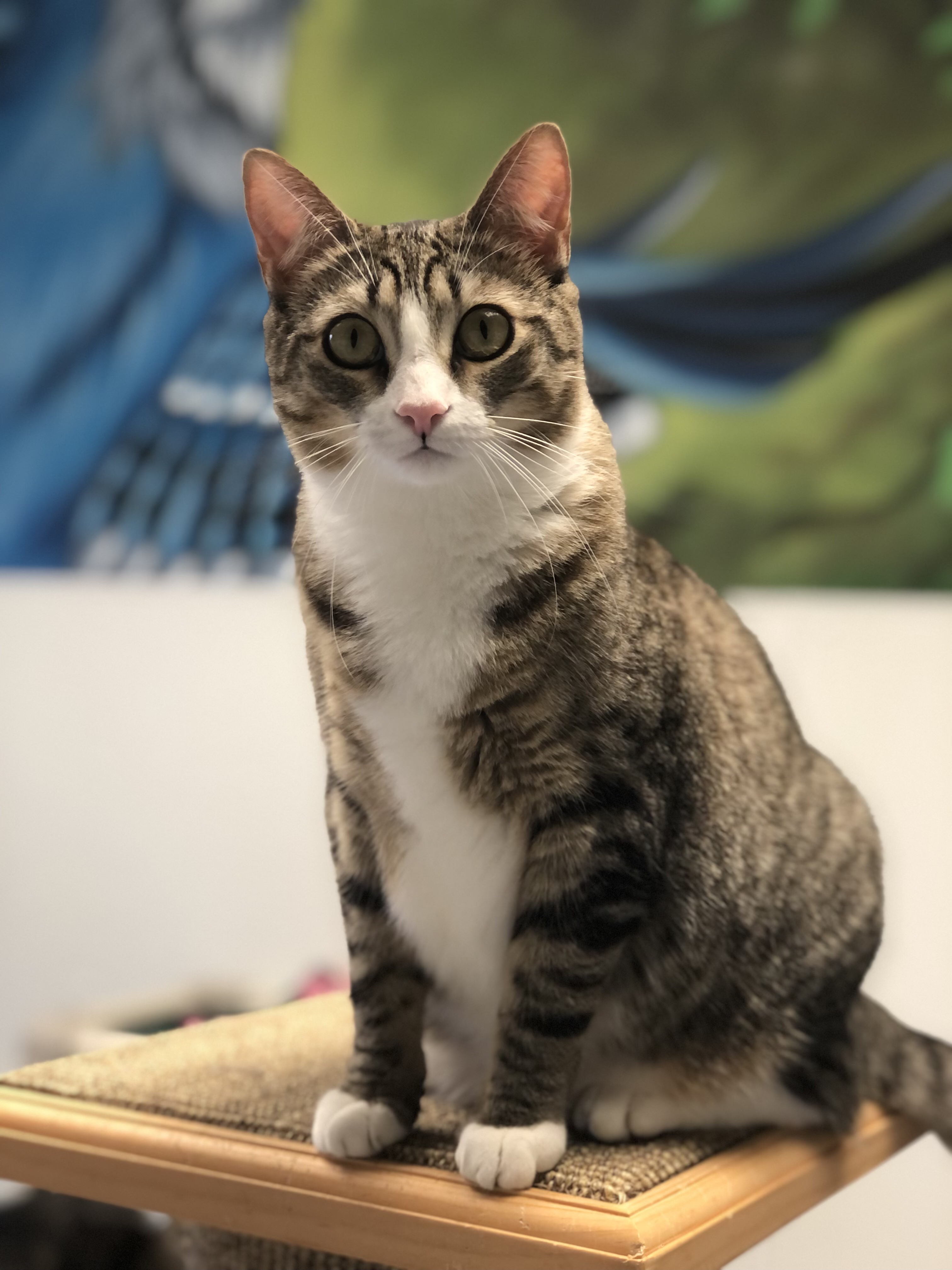 Maple, a Adoptable Domestic Short Hair in Rochester, NY image 1/6