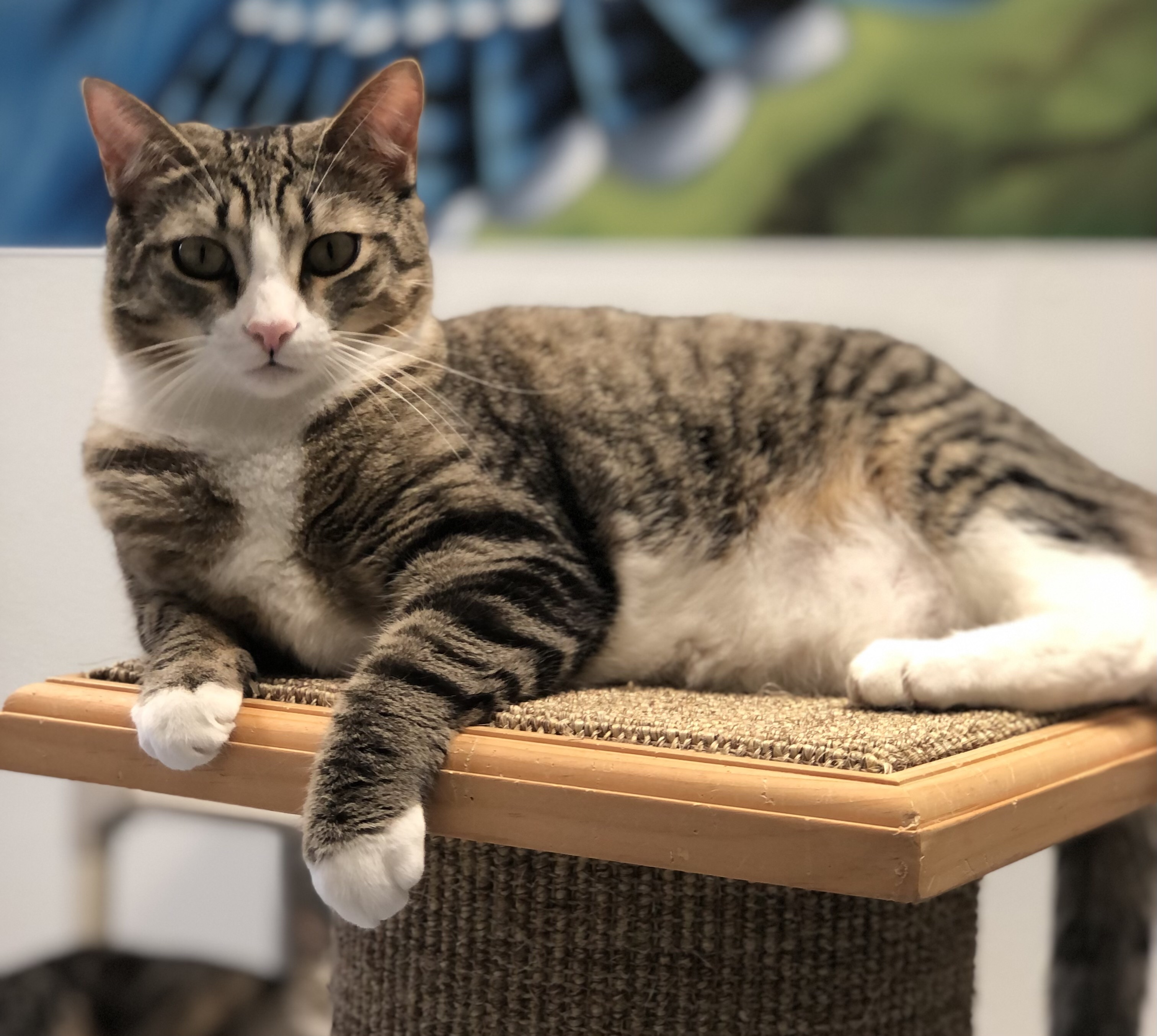 Maple, a Adoptable Domestic Short Hair in Rochester, NY image 3/6