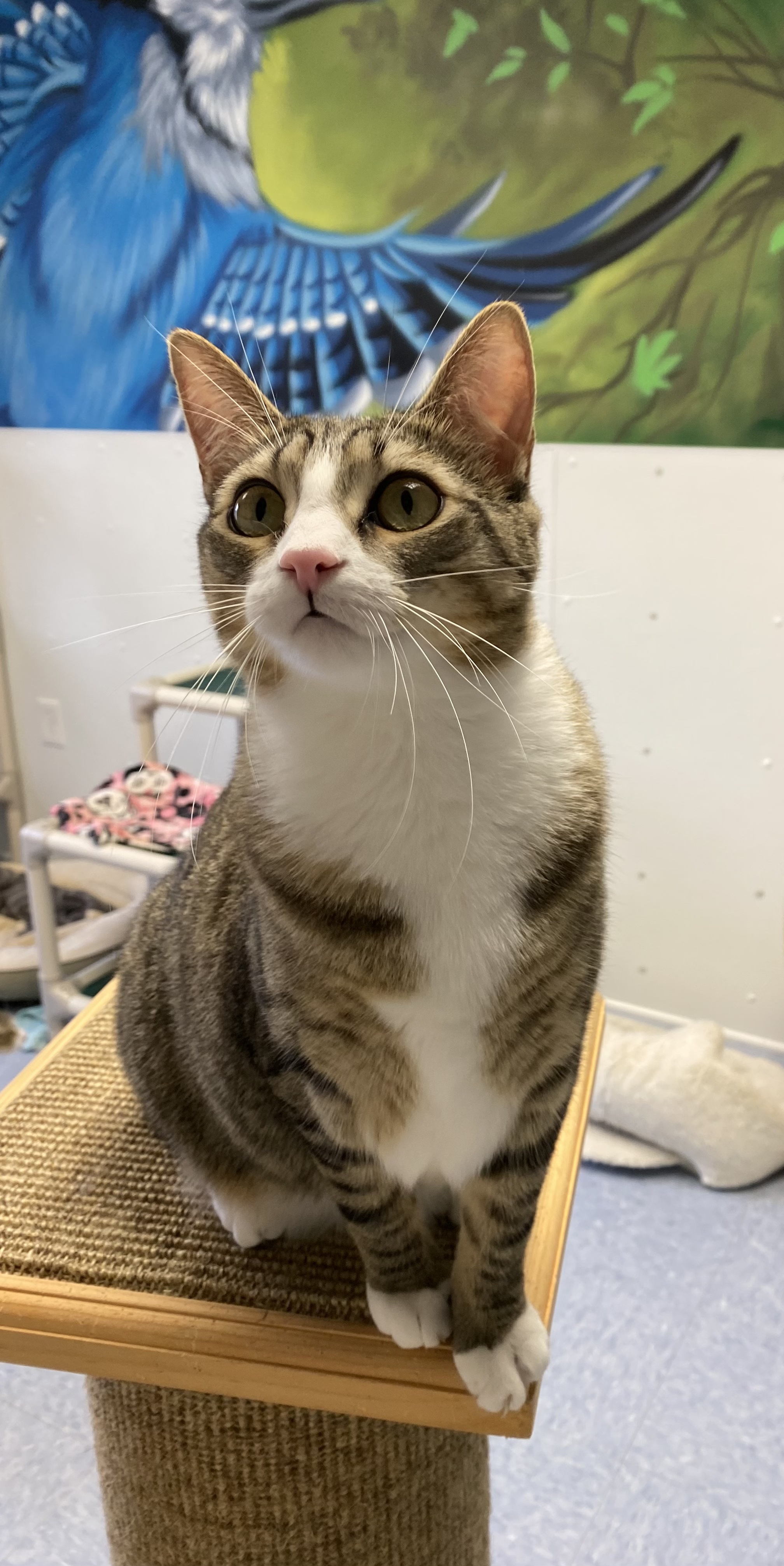 Maple, a Adoptable Domestic Short Hair in Rochester, NY image 5/6