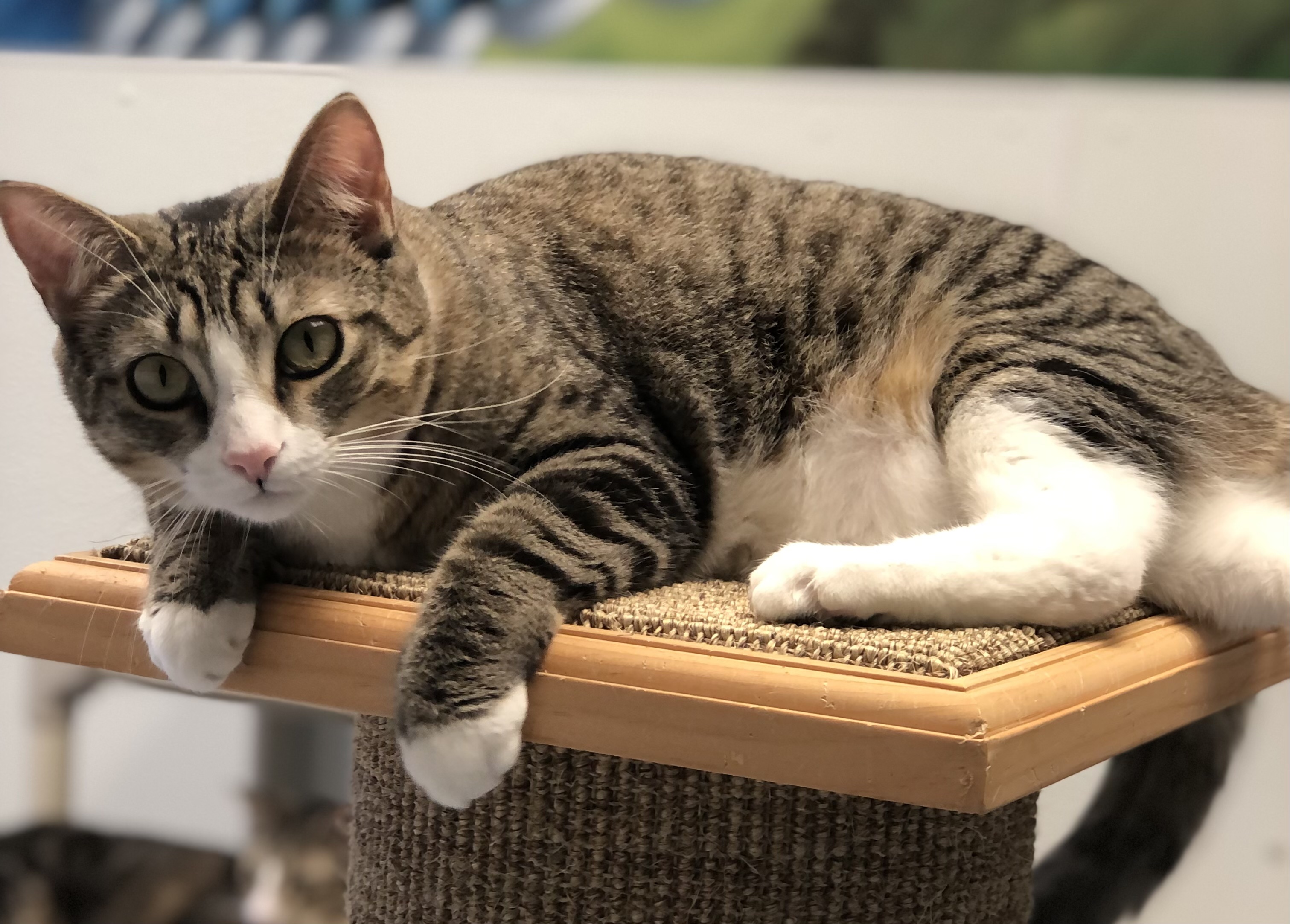 Maple, a Adoptable Domestic Short Hair in Rochester, NY image 2/6