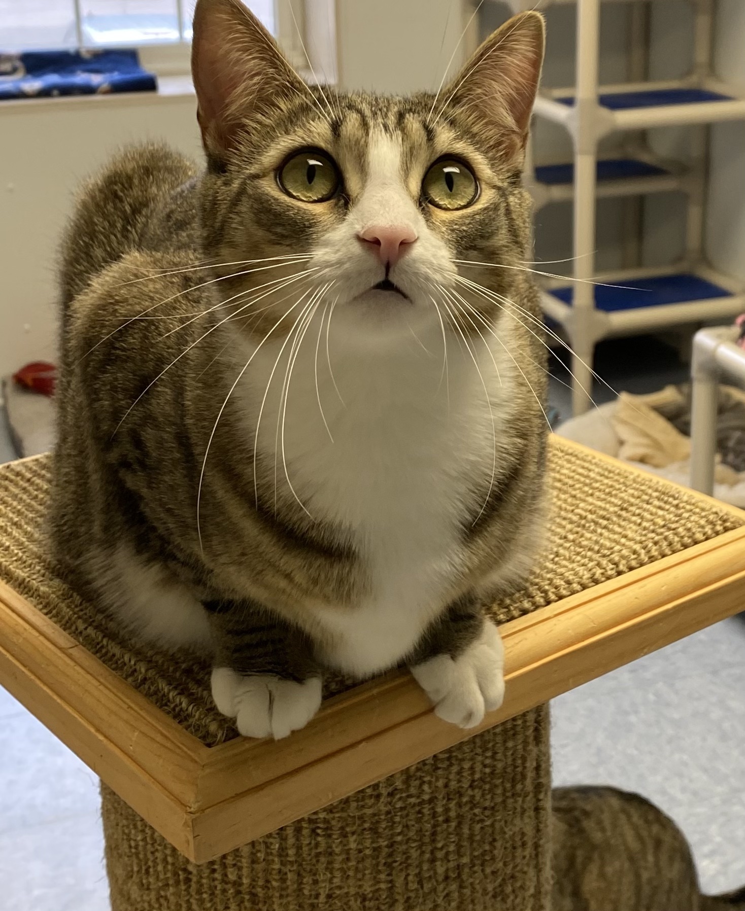 Maple, a Adoptable Domestic Short Hair in Rochester, NY image 6/6