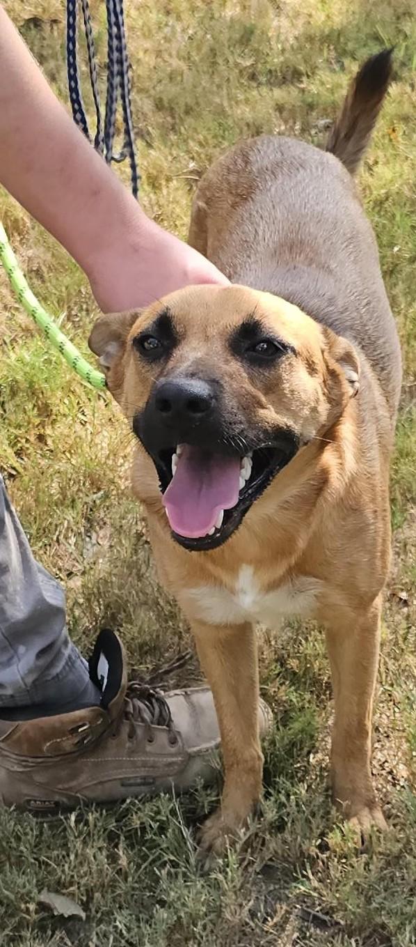 Enlarge Kenya, an adopted mixed breed in Sheridan, TX image 2/5