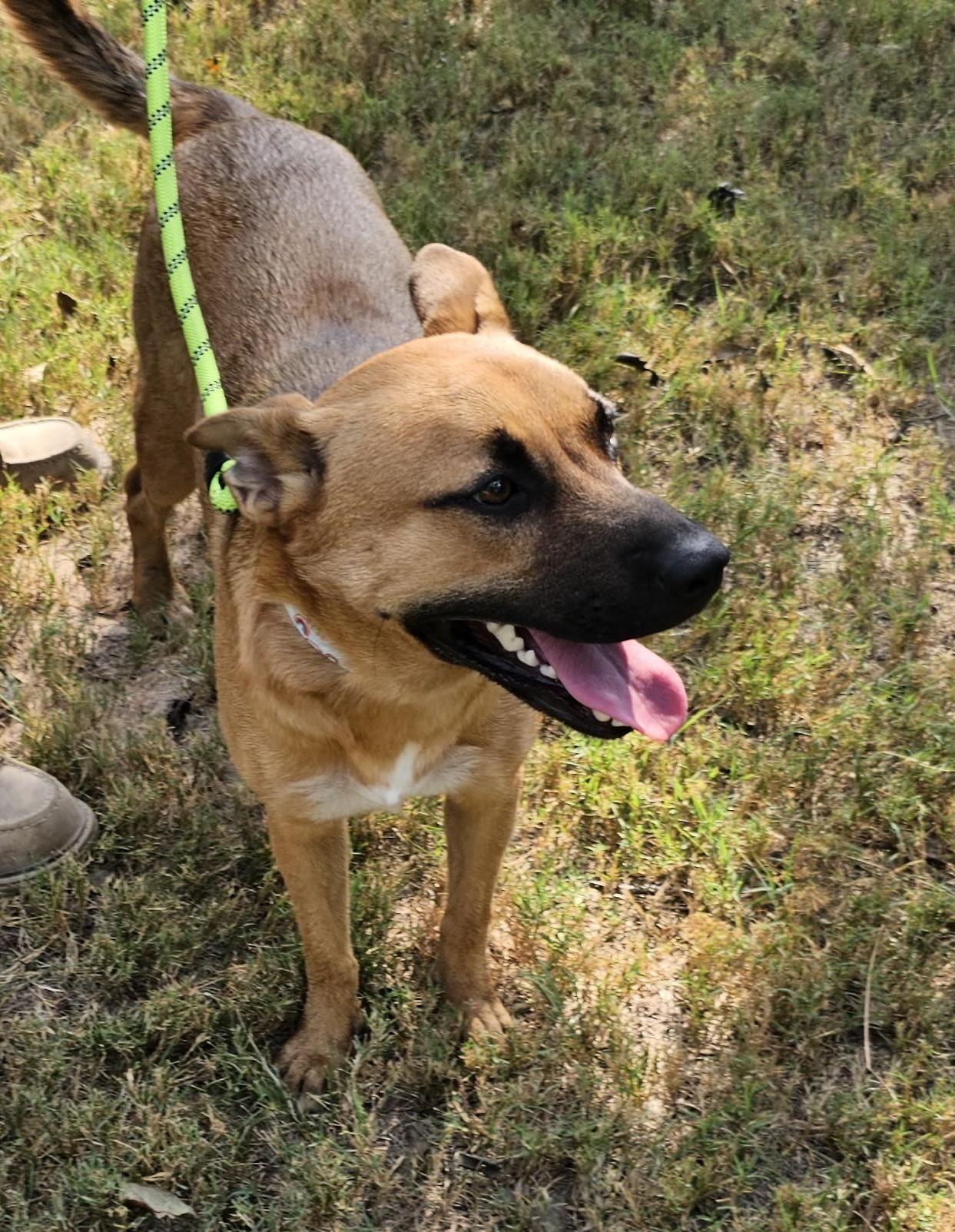 Enlarge Kenya, an adopted mixed breed in Sheridan, TX image 3/5