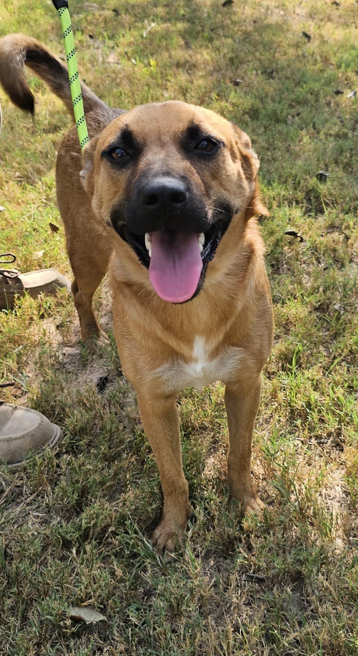 Enlarge Kenya, an adopted mixed breed in Sheridan, TX image 4/5