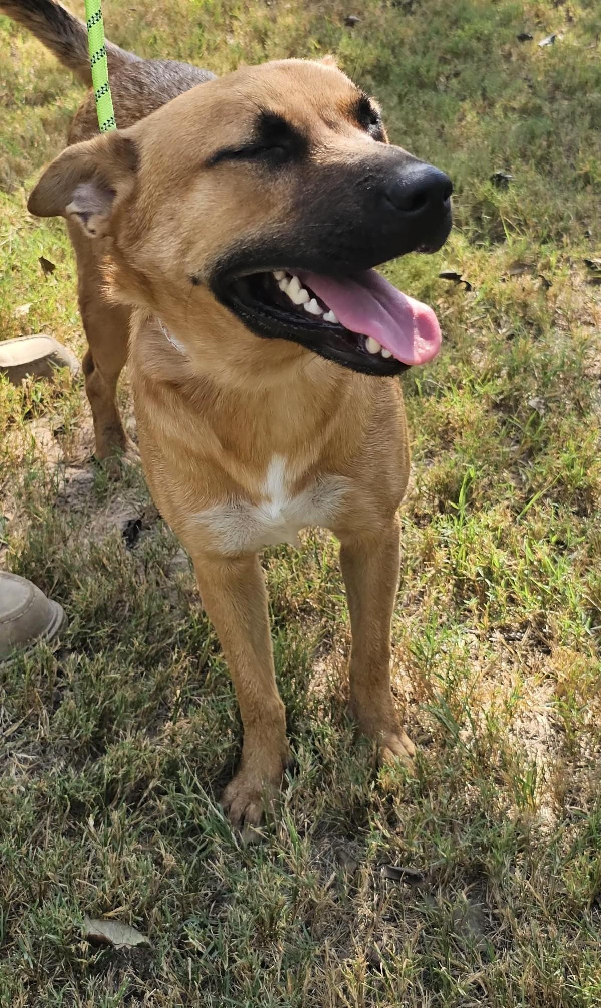 Enlarge Kenya, an adopted mixed breed in Sheridan, TX image 5/5