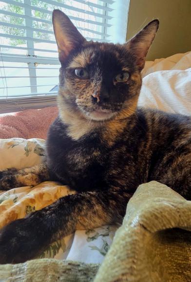 Hestia — thumbnail 2