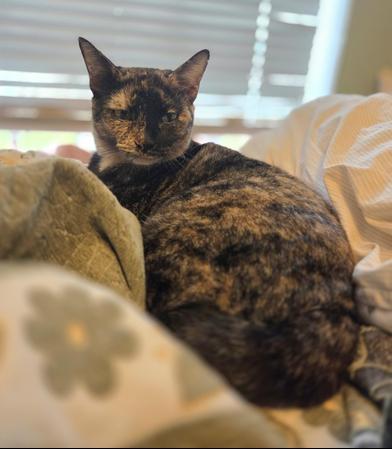 Hestia — thumbnail 3