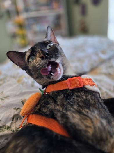 Hestia — thumbnail 4