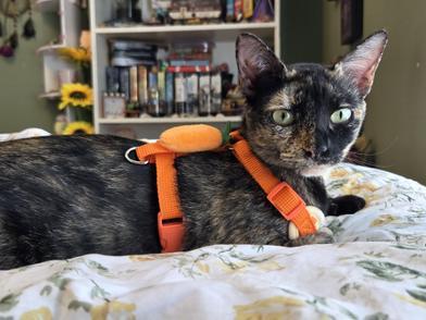 Hestia — thumbnail 6