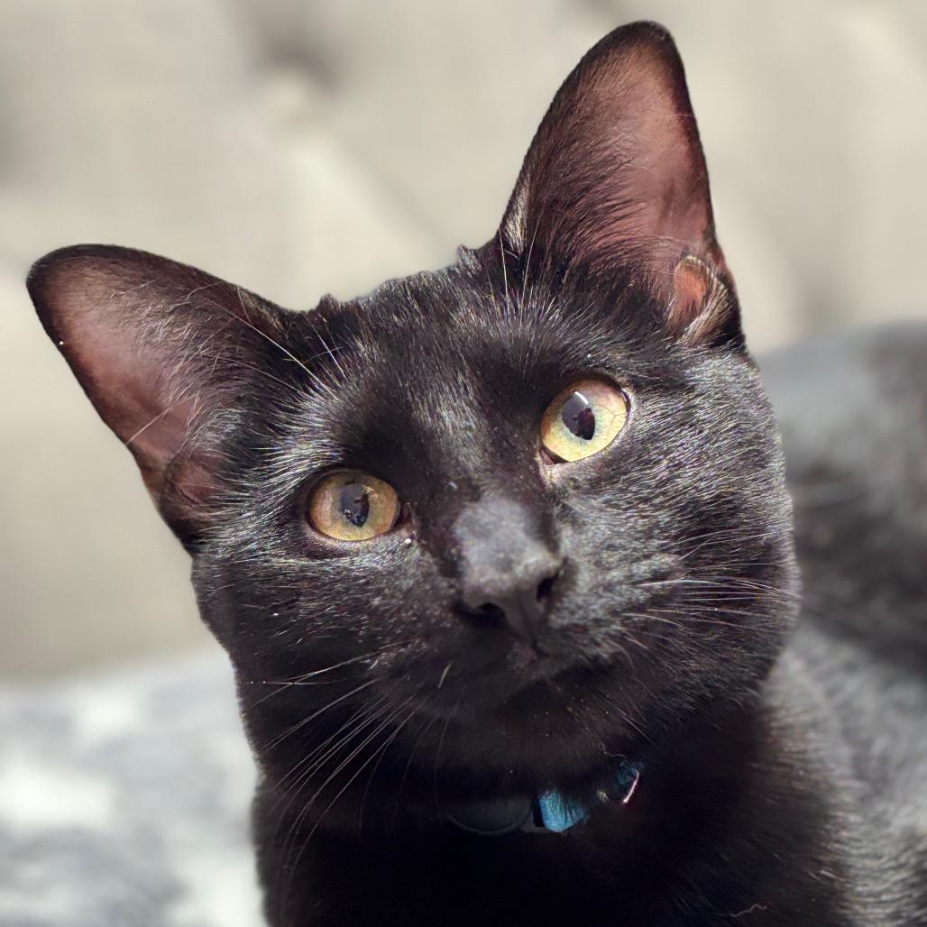 TDY, Adoptable, Young Female Domestic Short Hair.