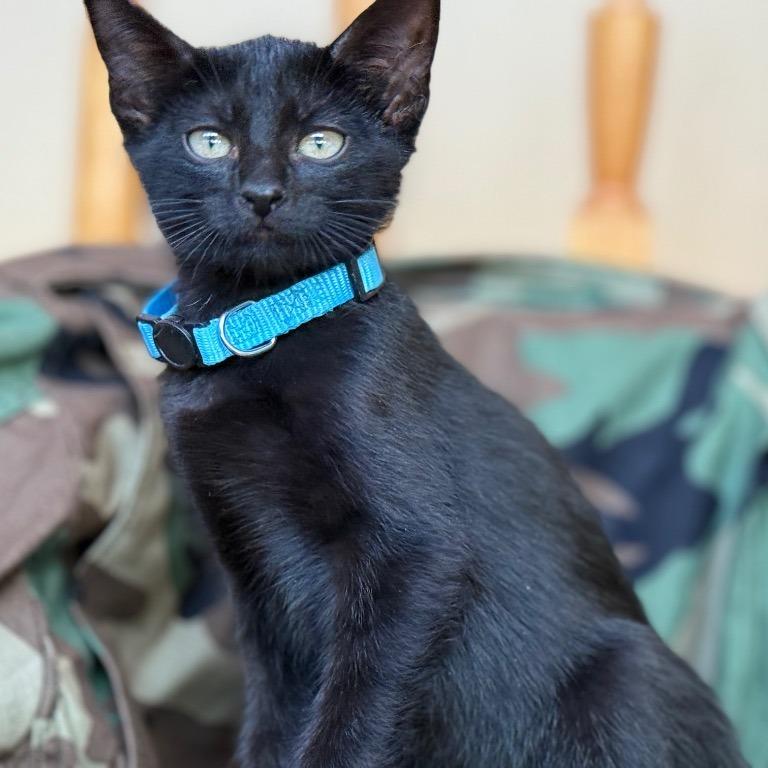 TDY, a Adoptable Domestic Short Hair in Boerne, TX image 5/6