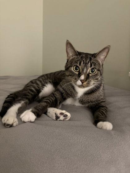 Enlarge Honey Bunches, a Adoptable Domestic Short Hair in Munster, IN image 1/3